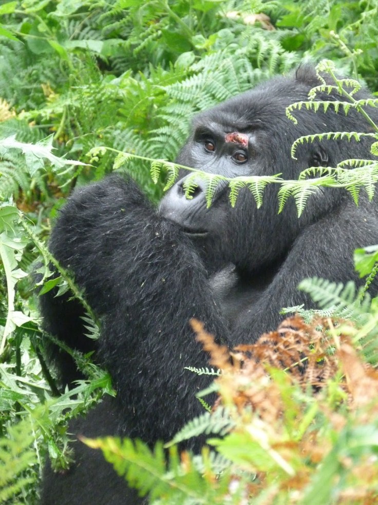 gorilla